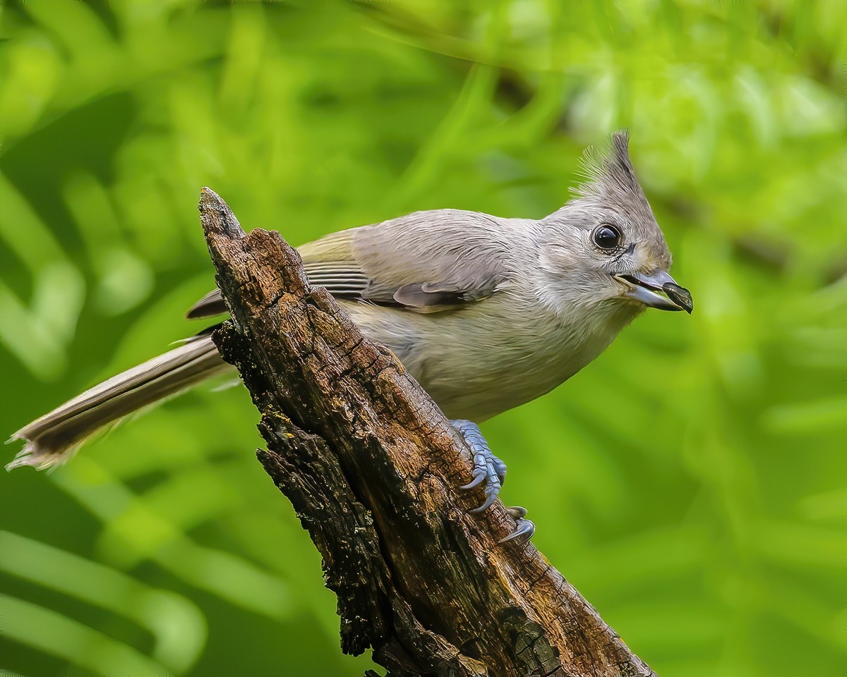 Sparrows, Titmice, Finches - Texas Photo Man